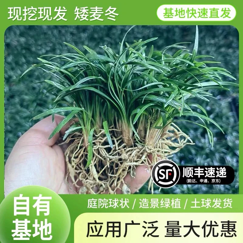 麦冬草玉龙草日本矮麦冬青叶室外耐寒耐热庭院绿化矮麦冬四季常青