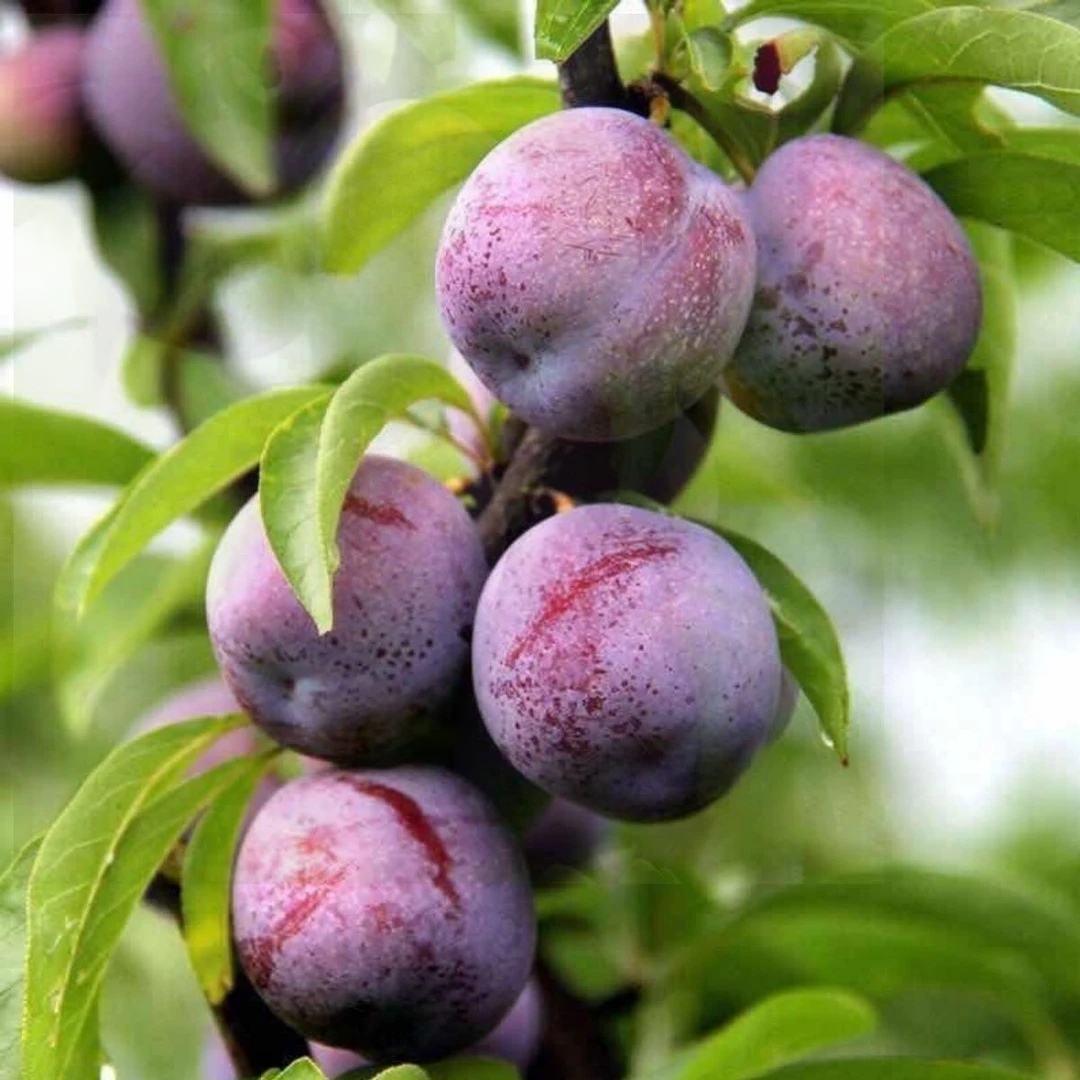 （顺丰包邮）四川当季凤凰李五月脆新鲜现摘现发脱骨四川脱骨脆李子