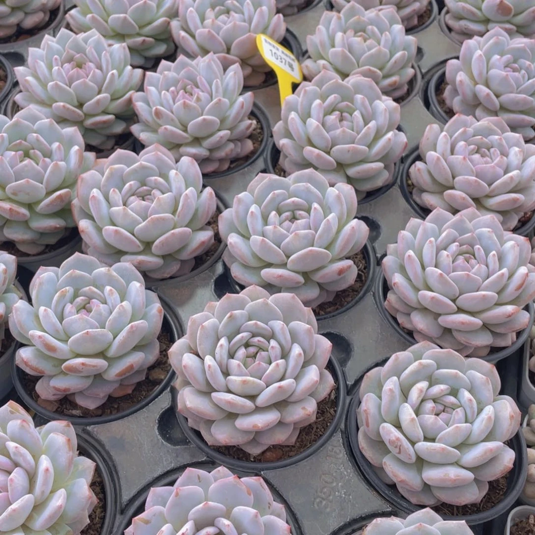 1037号 星星橙大单头一个