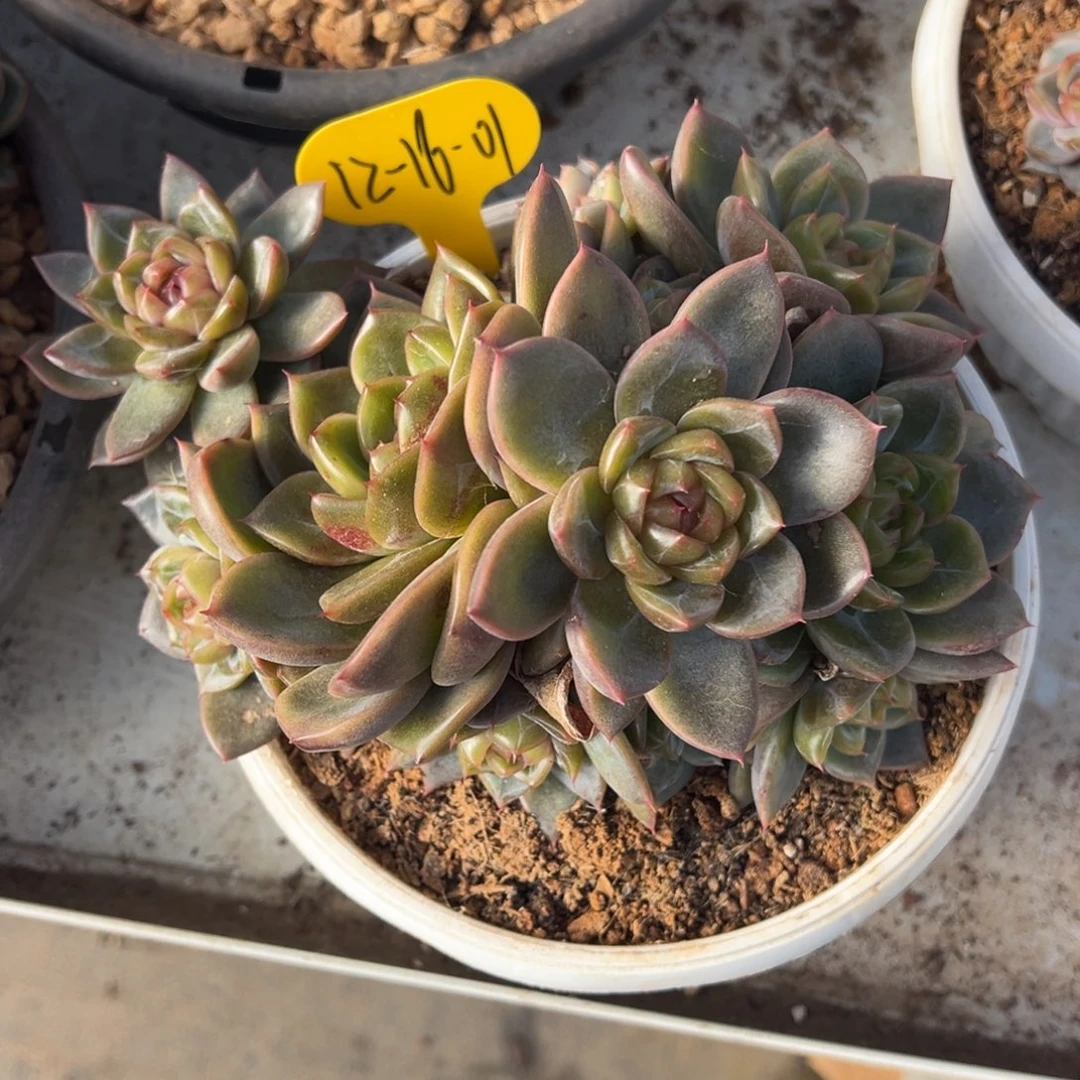 12-16-01蓝水鬼珍妮多肉植物