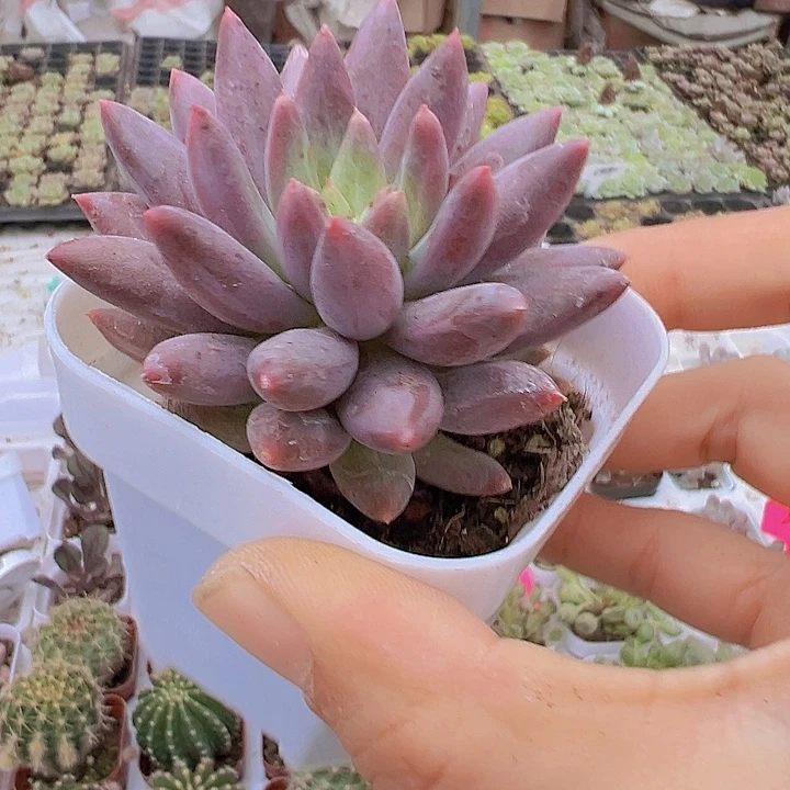 大红蜻蜓19包邮多肉