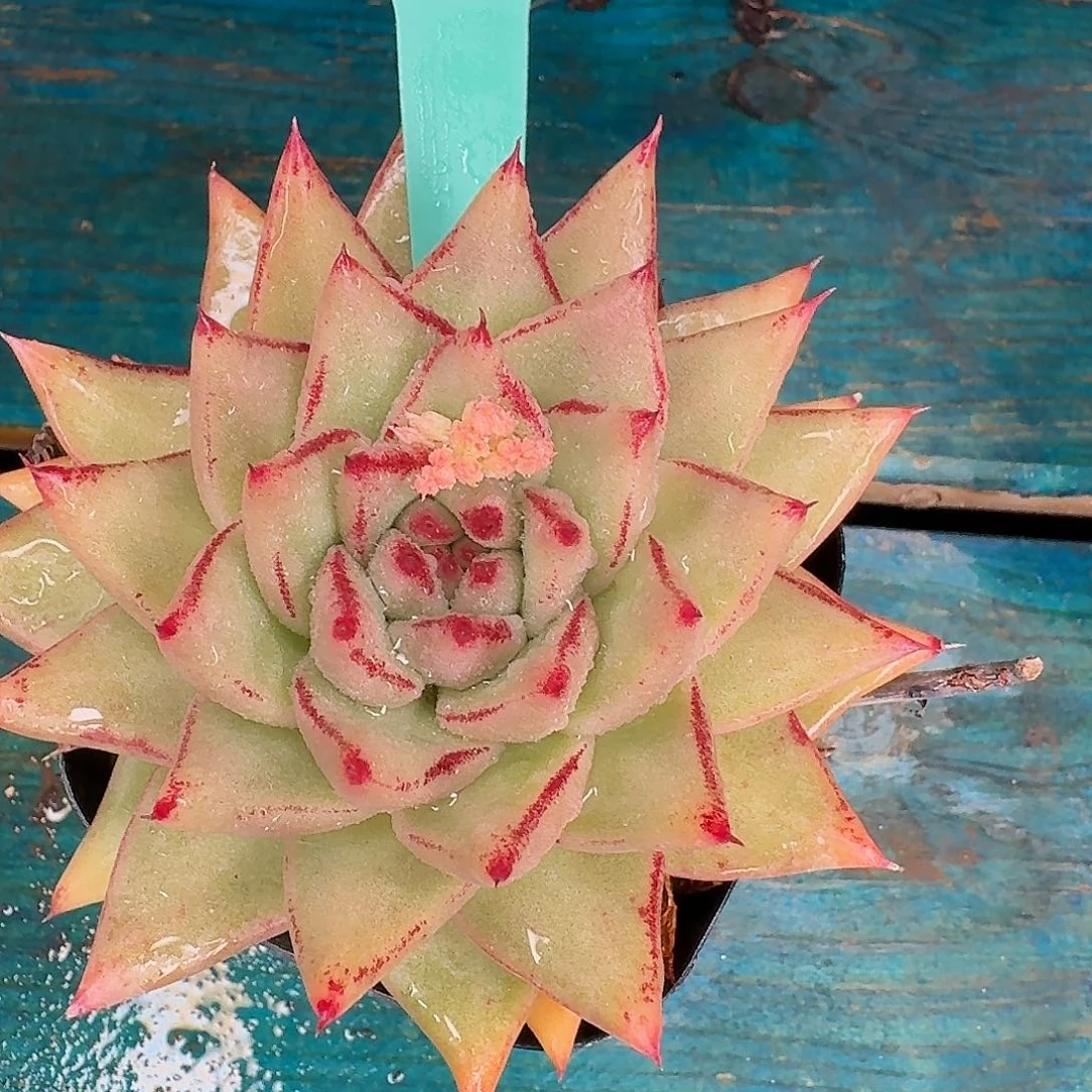 从前慢花园东云系多肉0202-12