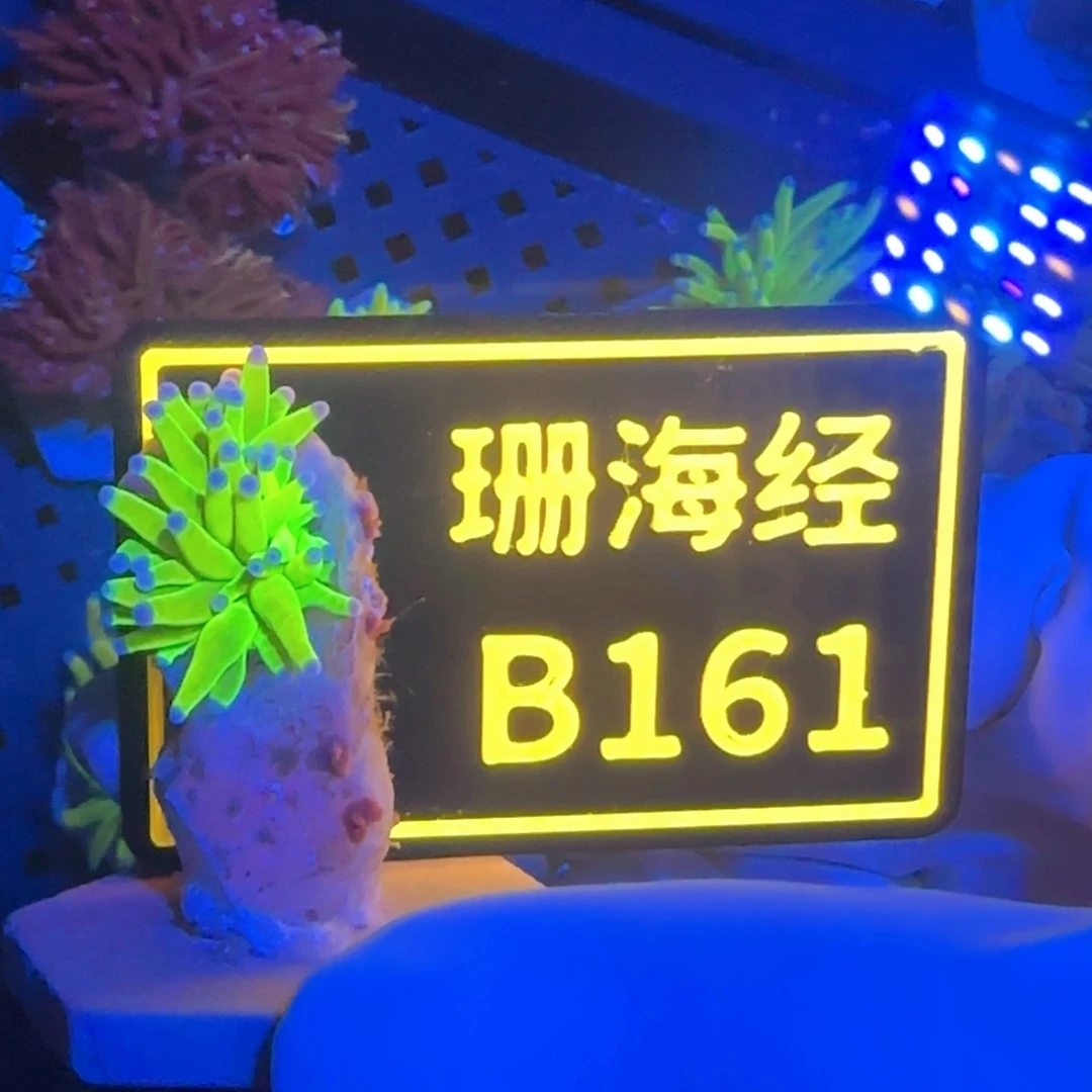 纽扣珊瑚木*茶又又不包邮骨伤骨缺圣杯B161