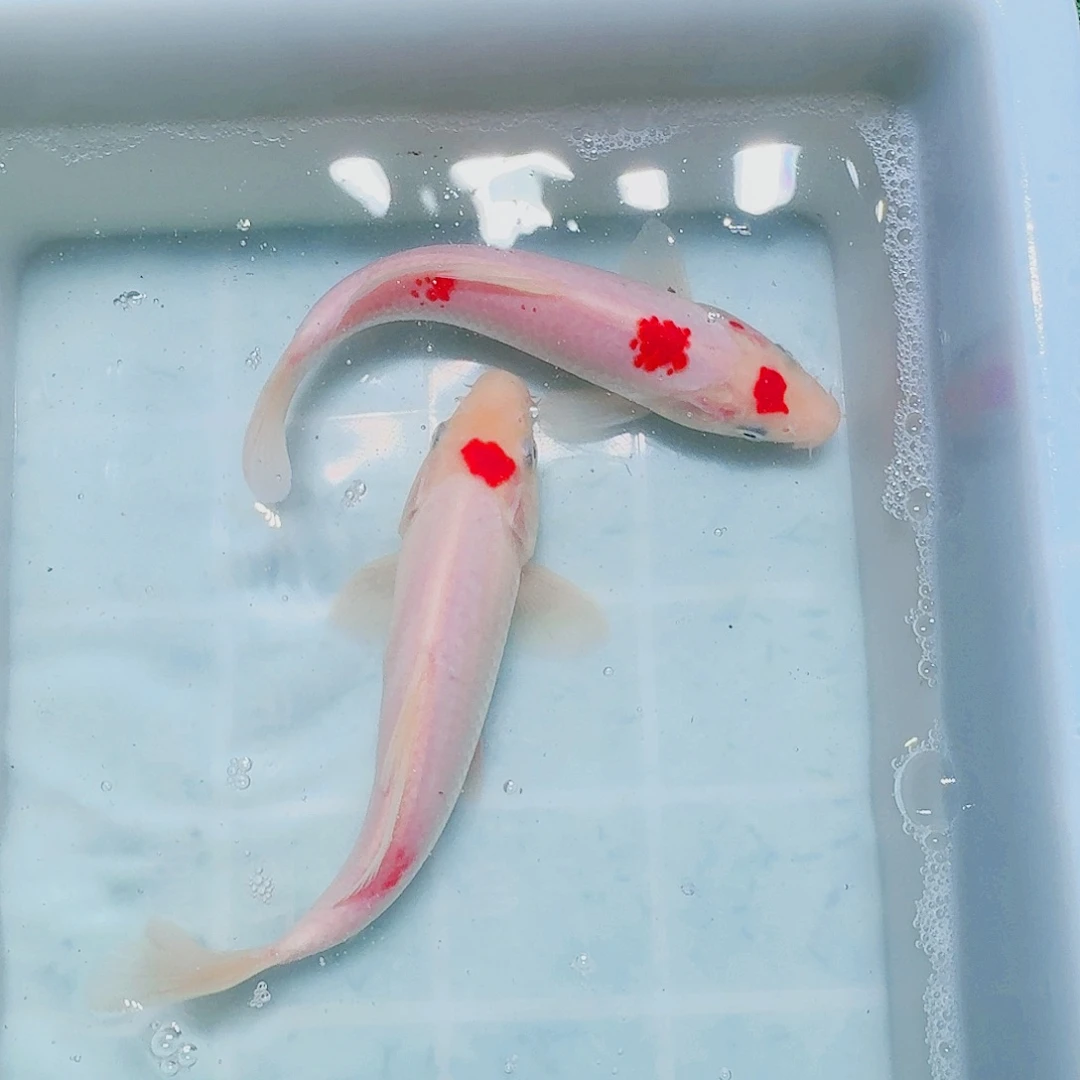 海水鱼血统锦鲤大放漏66