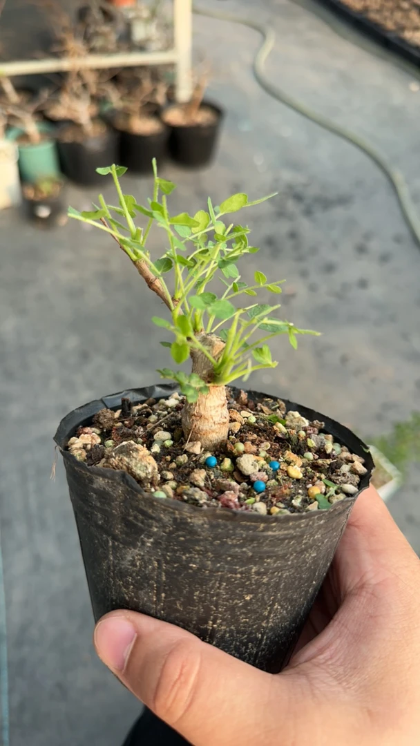 尼勒达乳香 多肉植物