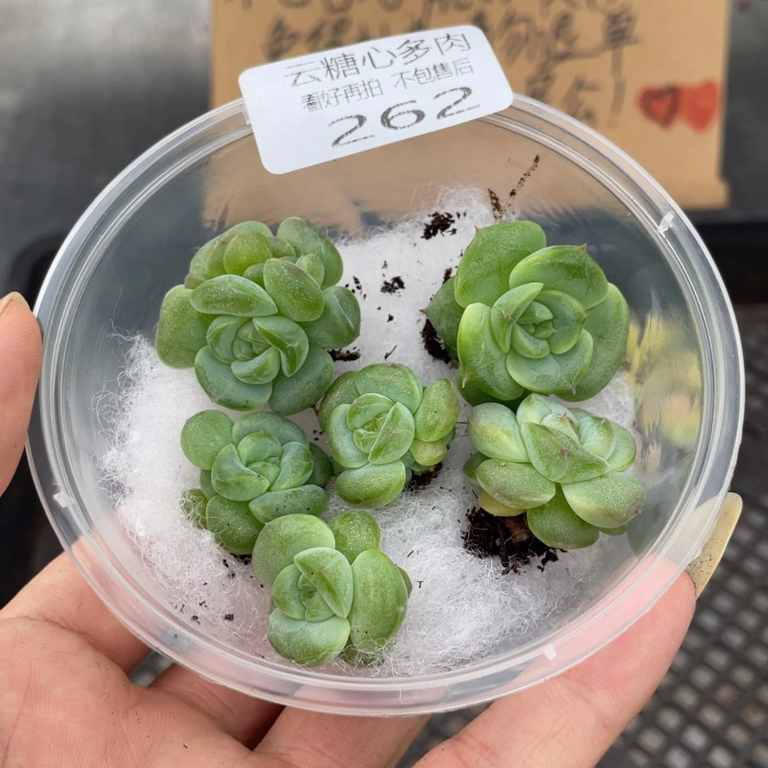 云糖心多肉植物262