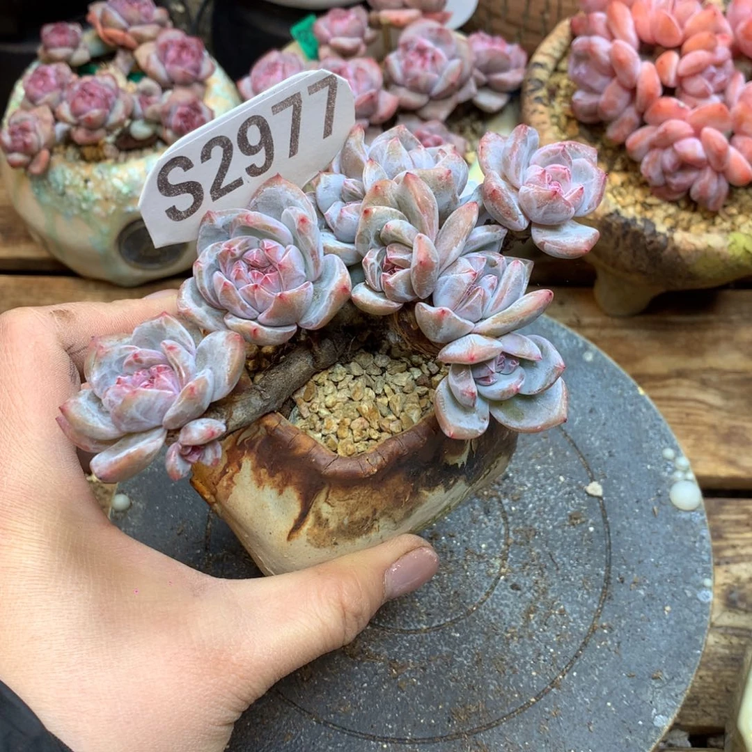 S2977 星影9头 无砍老桩