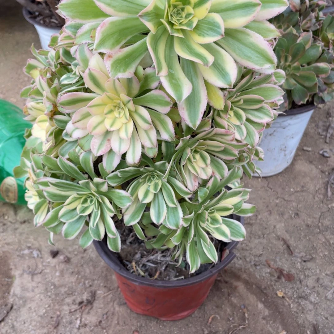 712炎日伞多肉法师断枝不包