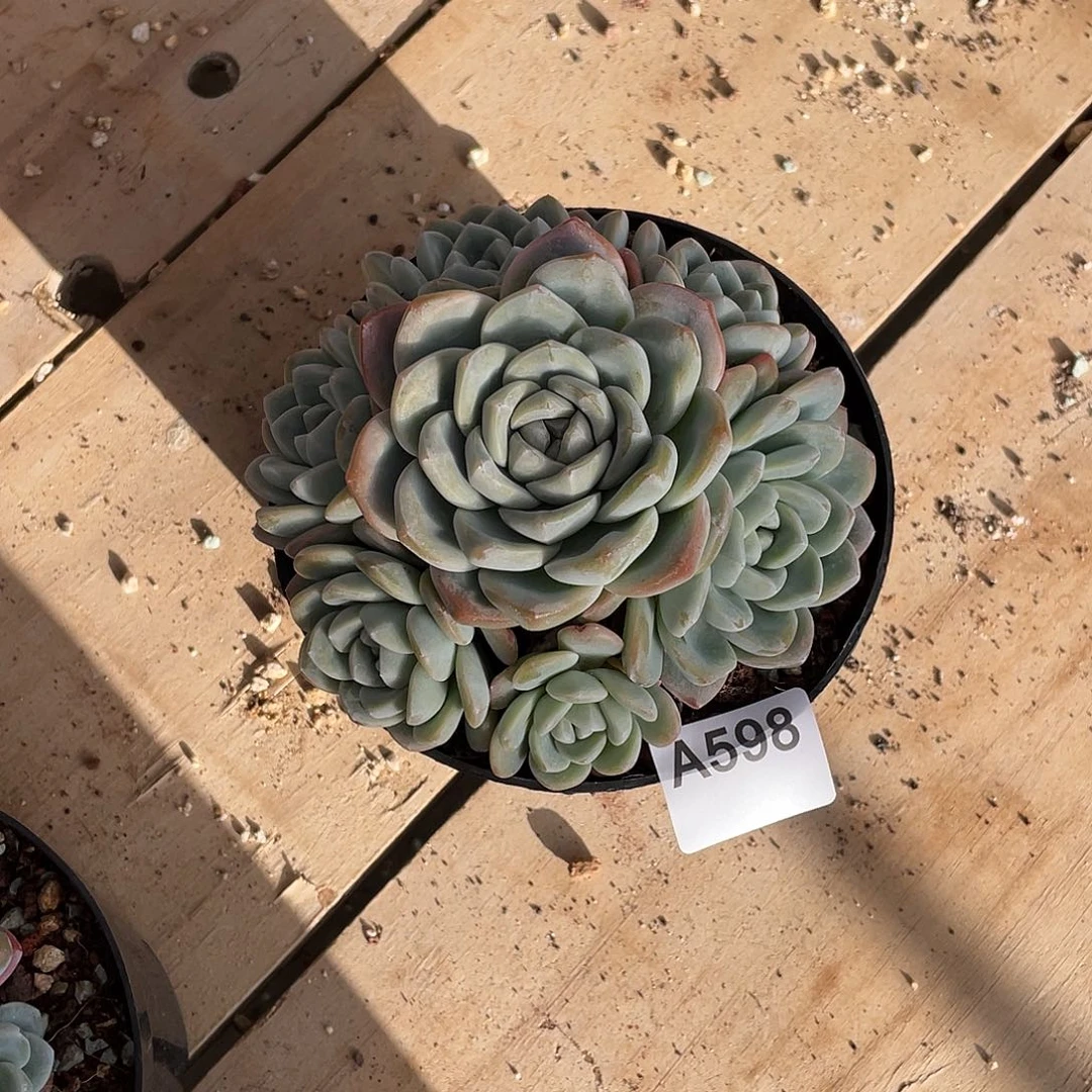 安***慰598多肉植物多肉植物