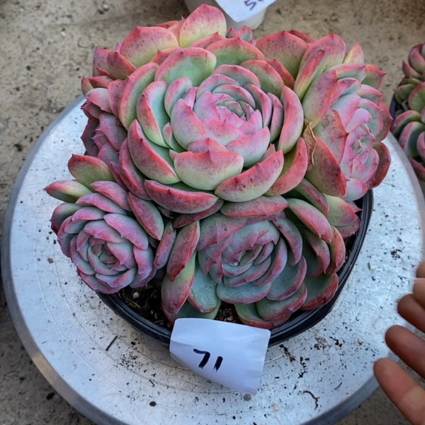 【闪购商品】风***过多肉植物