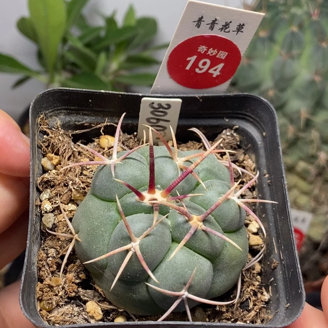 实生高木绯冠龙4.5cm一棵仙人球