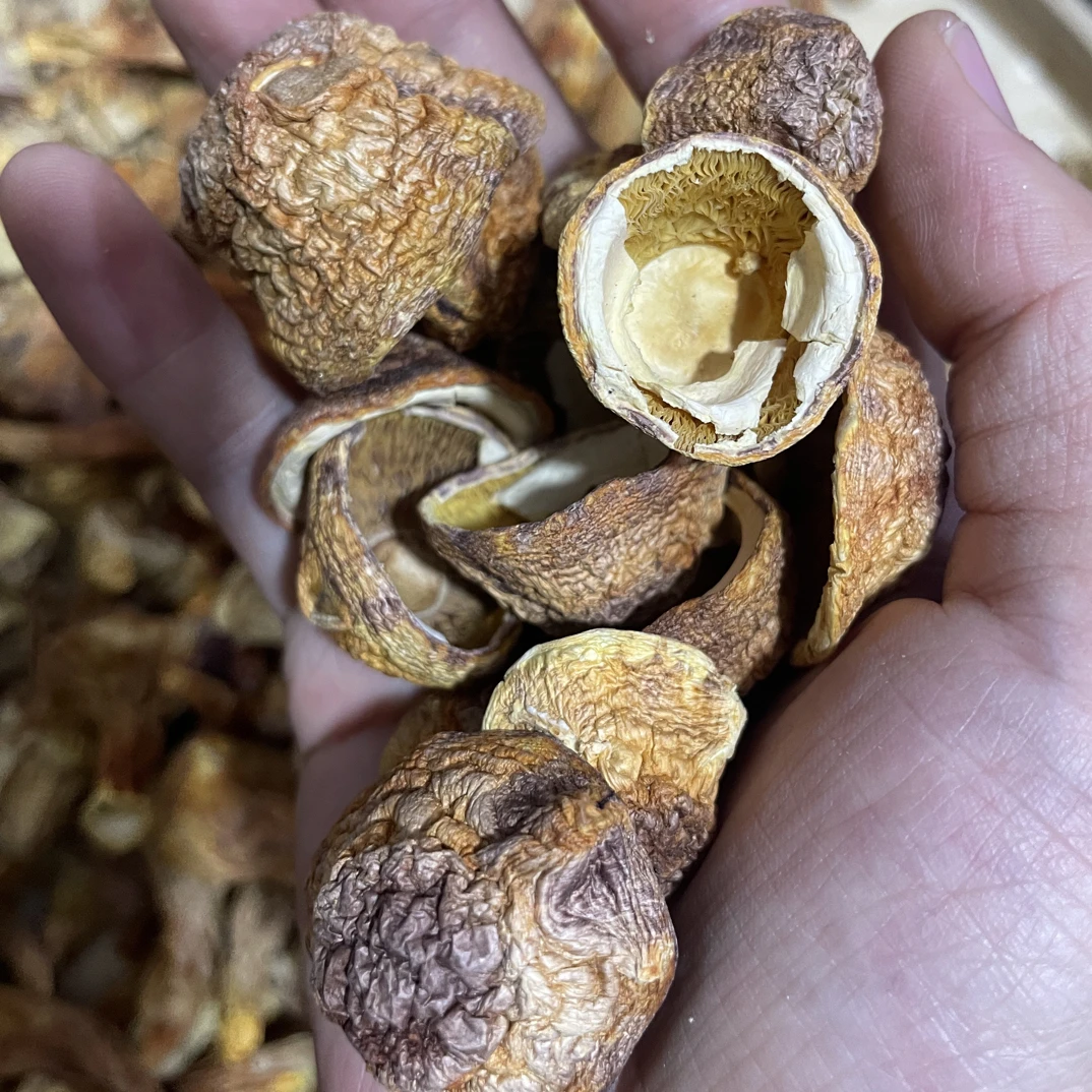 云南特产姬松茸菌菇帽干货新货巴西菇