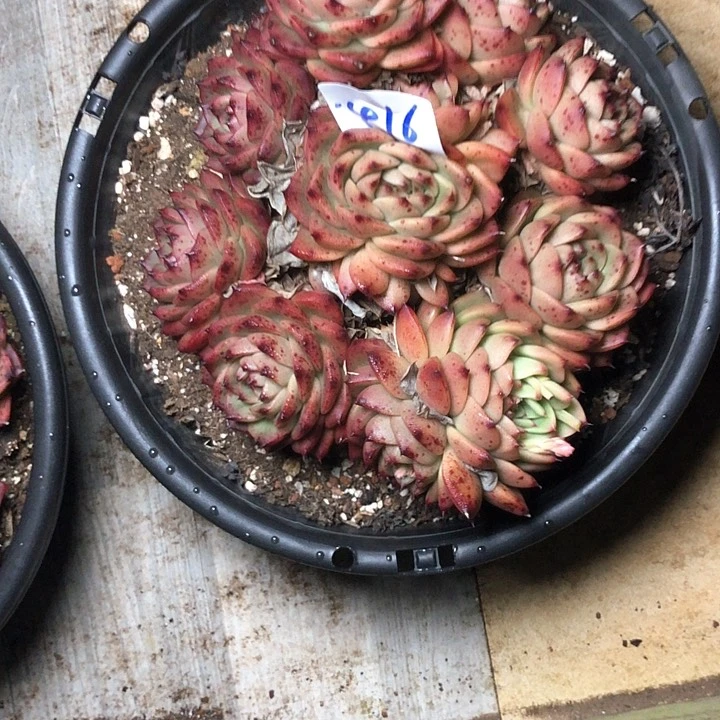 静*肉416/////////////