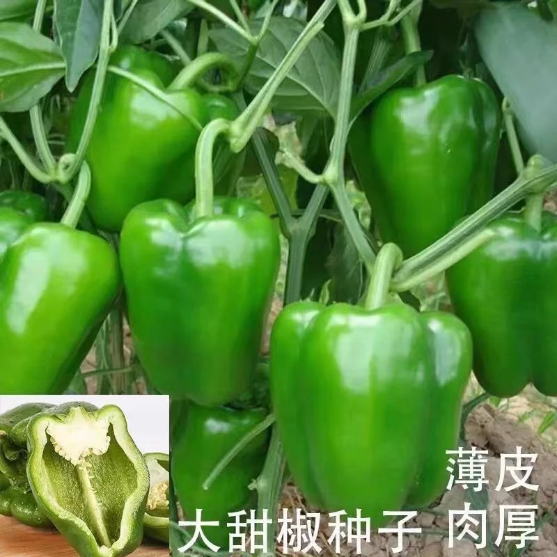 特大甜椒种子肉厚皮薄果大肉厚青椒种子甜椒王种子四季盆栽辣椒籽