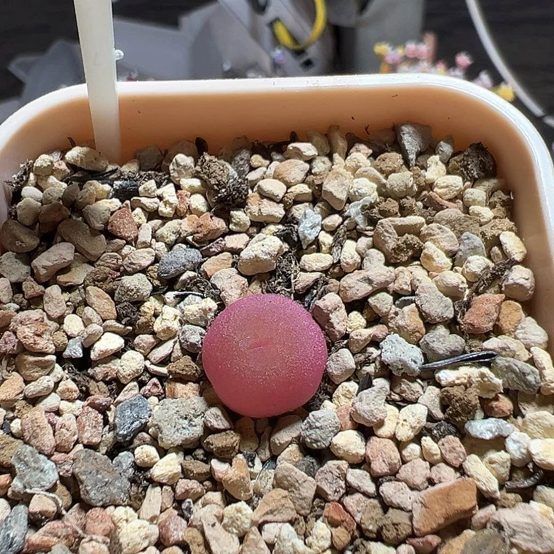 哈默灯泡33号尺寸1.2