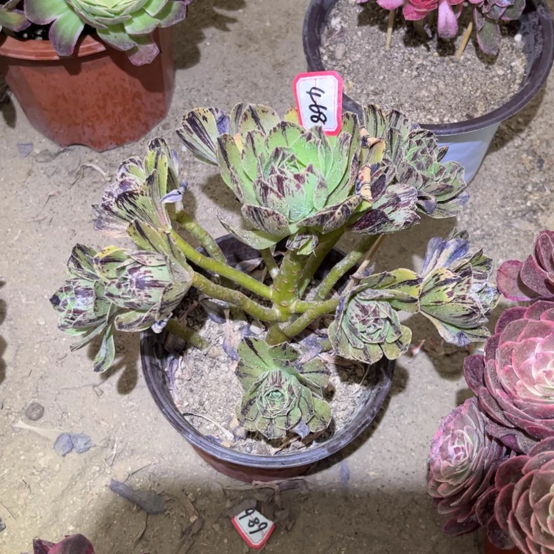 468多肉植物必火法师