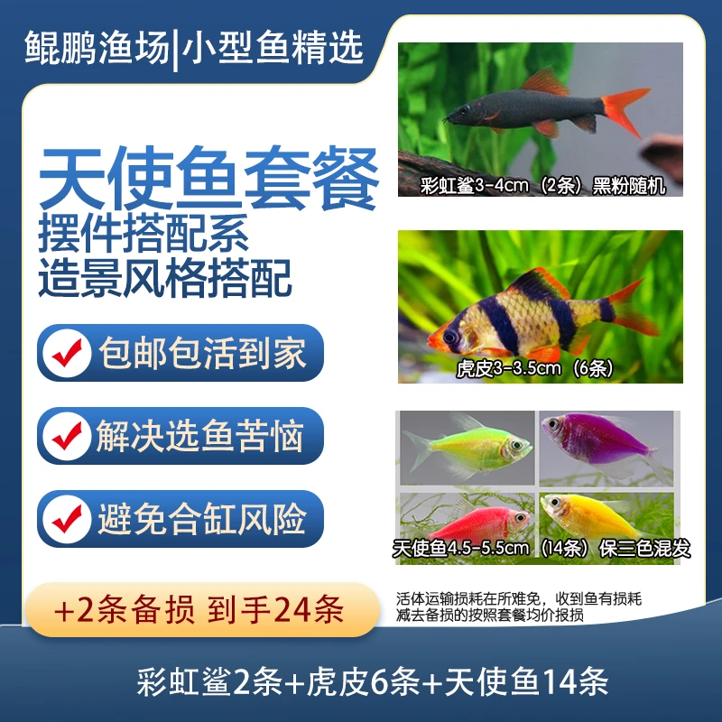 天使小型热带鱼组合新手套餐【摆件缸】彩虹鲨+虎皮+天使鱼
