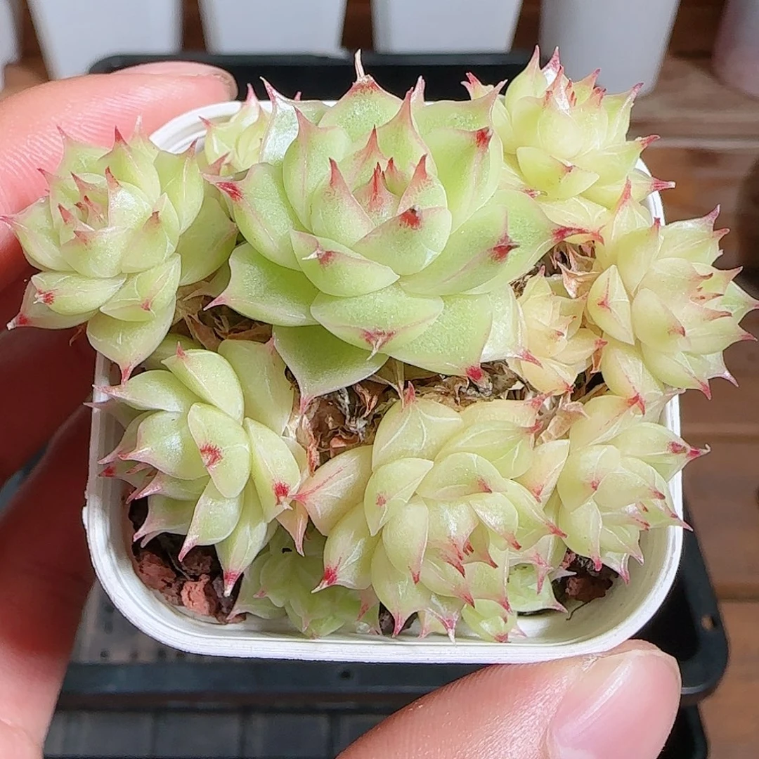 1109-----227麦秆群