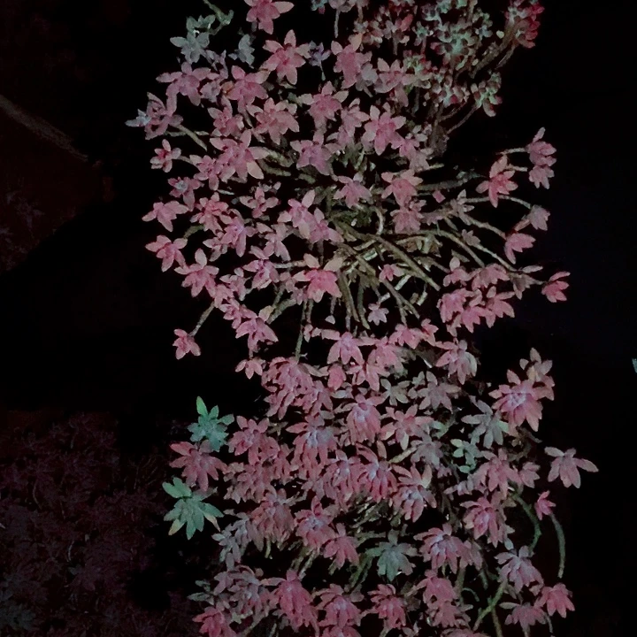红***H红姐的2颗秋丽和乙女心