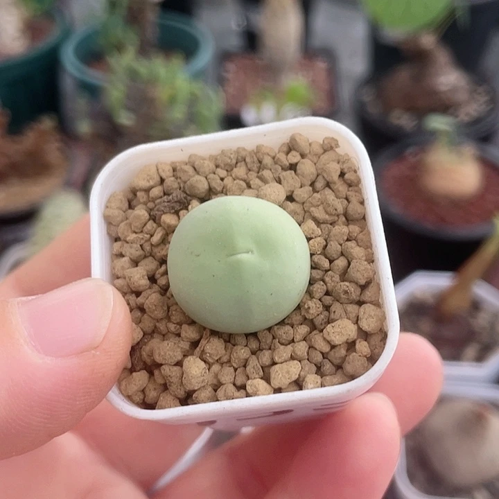 053鸽子蛋肉椎植物