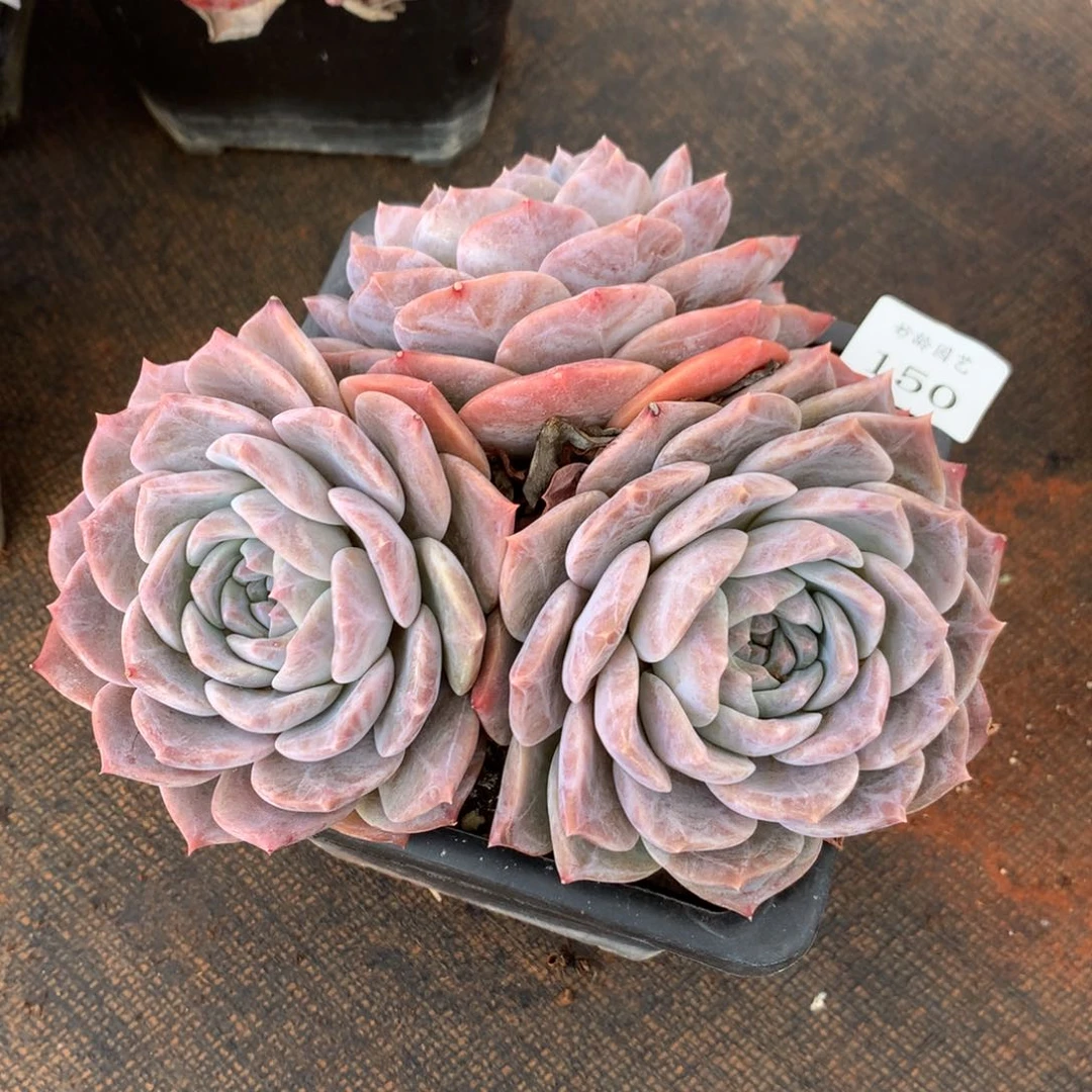 150新年快乐发发发