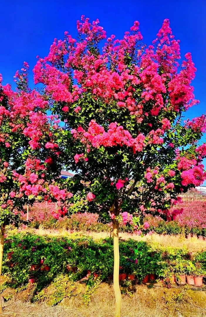 天鹅绒紫薇精品单杆树苗