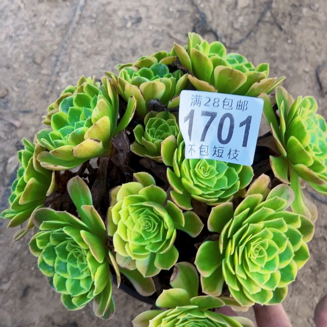 奶白多肉植物法师1701