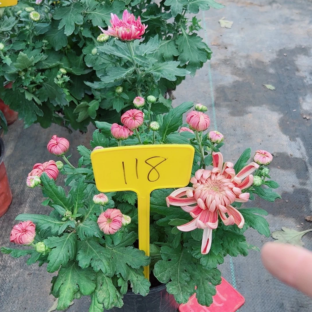 完全开放118号谦六红