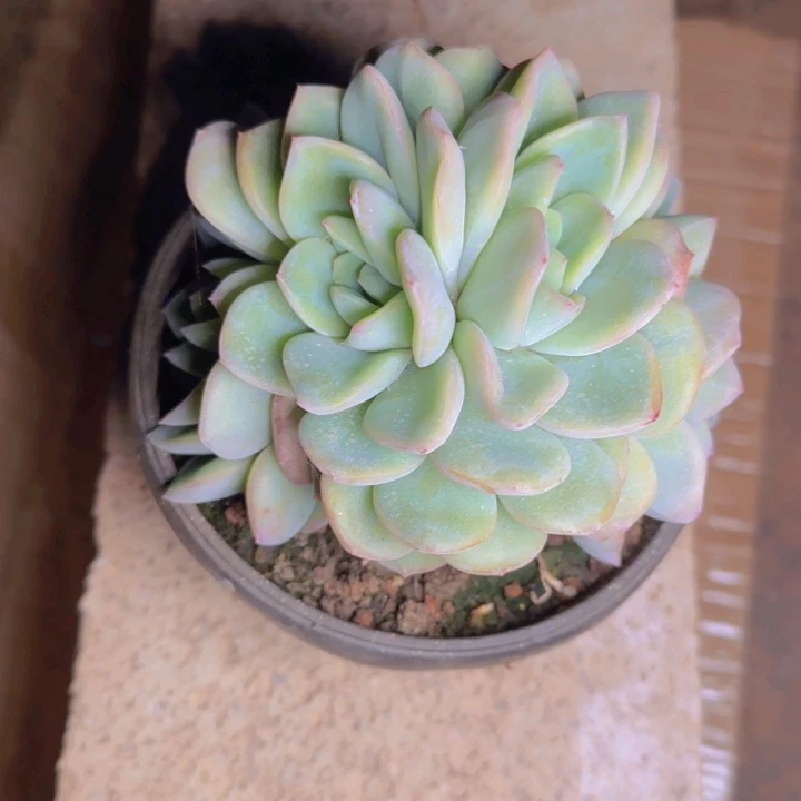 泡芙福利111111111111