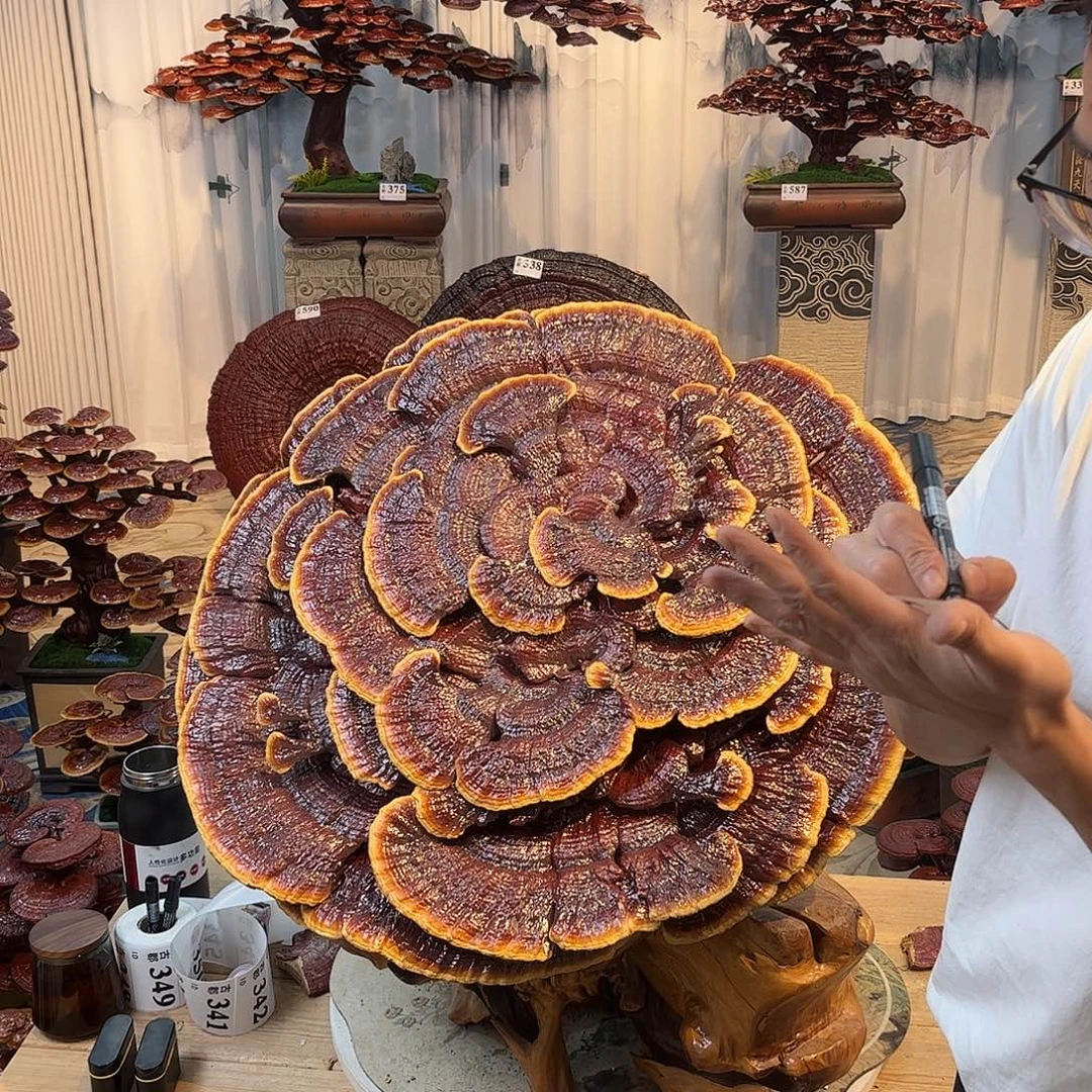 无花朵5888888888888