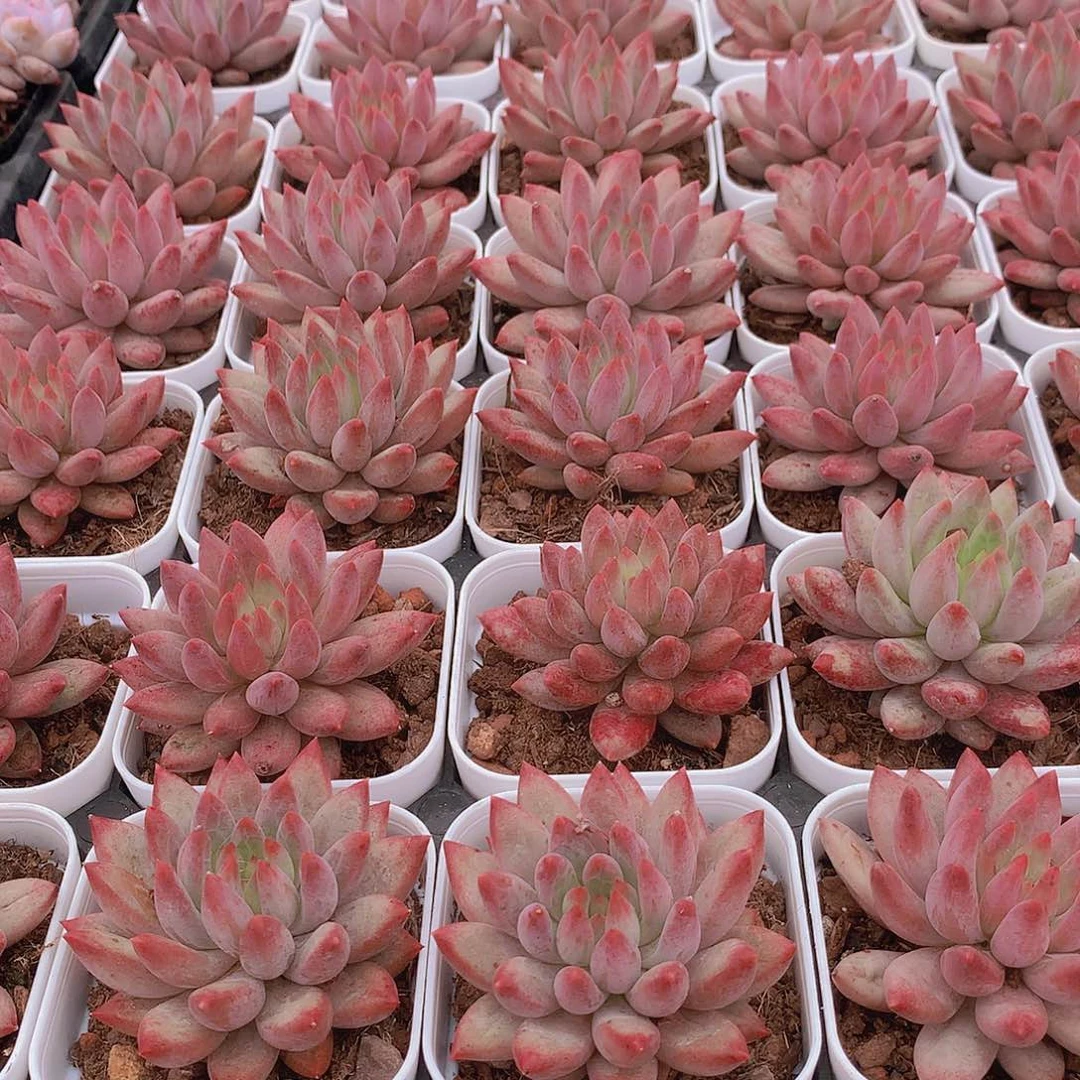 红体虞美人35678990000