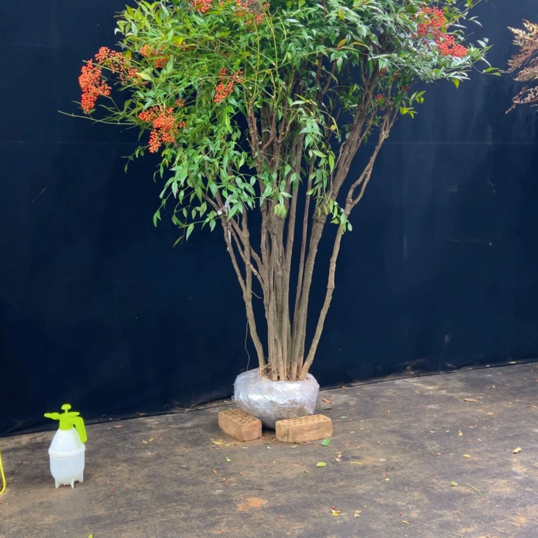 完全开放卓*1111111111