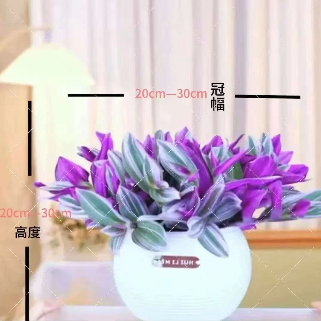 油画婚礼三色懒人进口吊兰易爆盆好养活甲醛室内办公正宗多肉植物