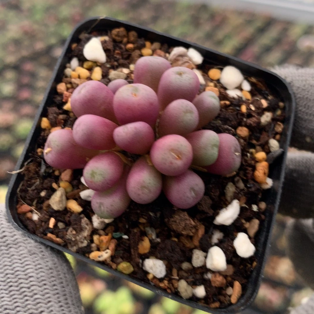 512皮姆母本一颗