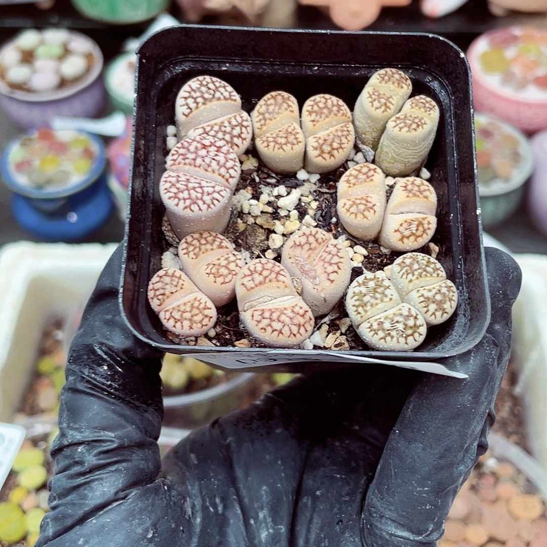 生石花18包邮0915-166