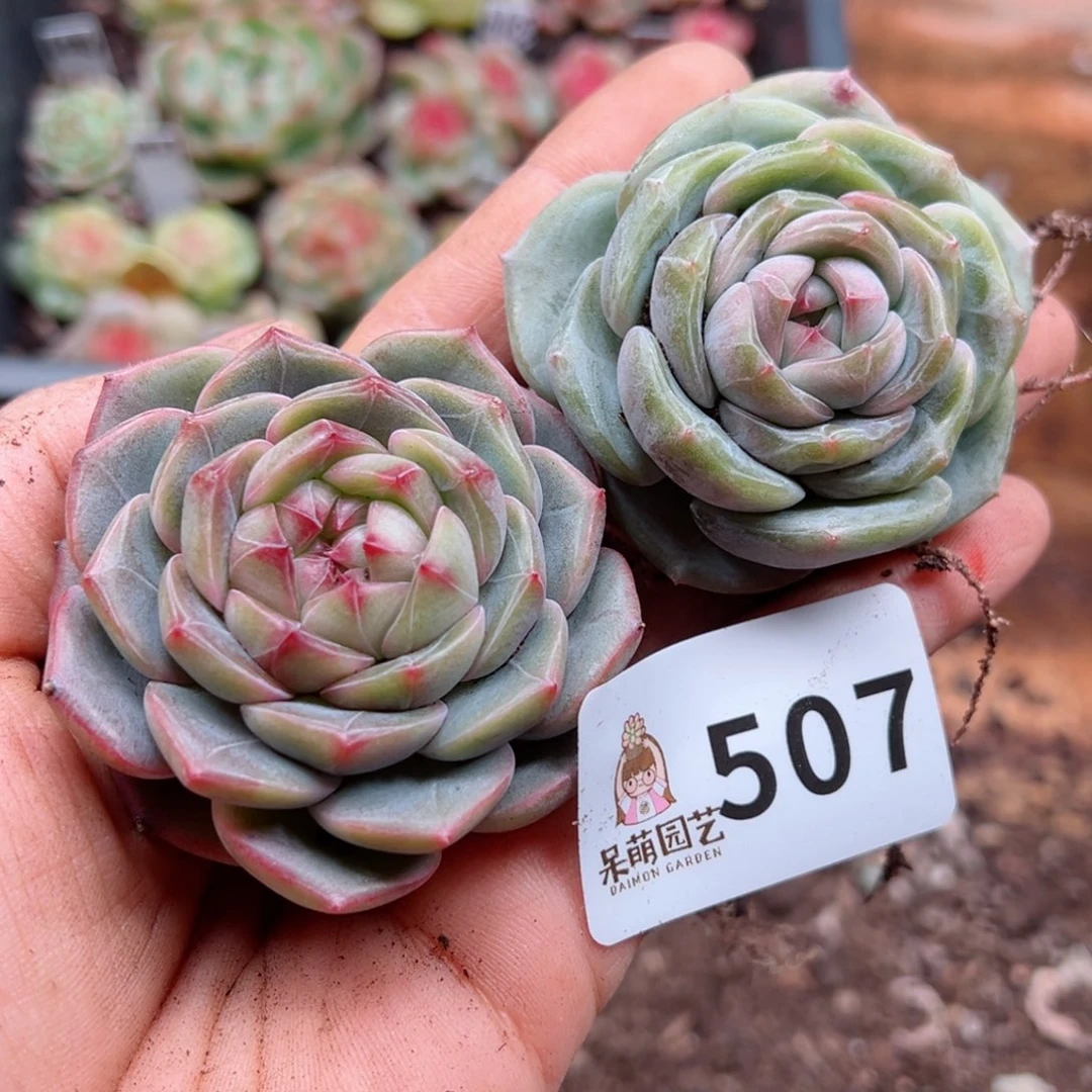 多肉植物多肉植物