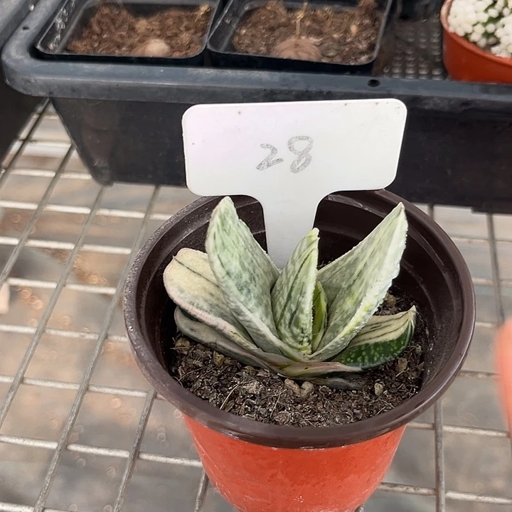 我也不知道我为什么要