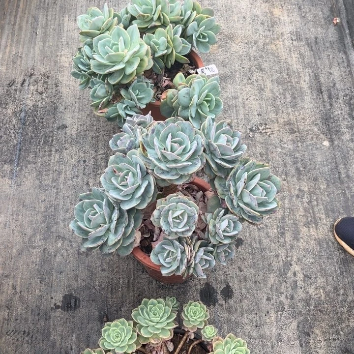 棠颂花卉。白凤两棵哈蜜瓜一棵套餐。落俗