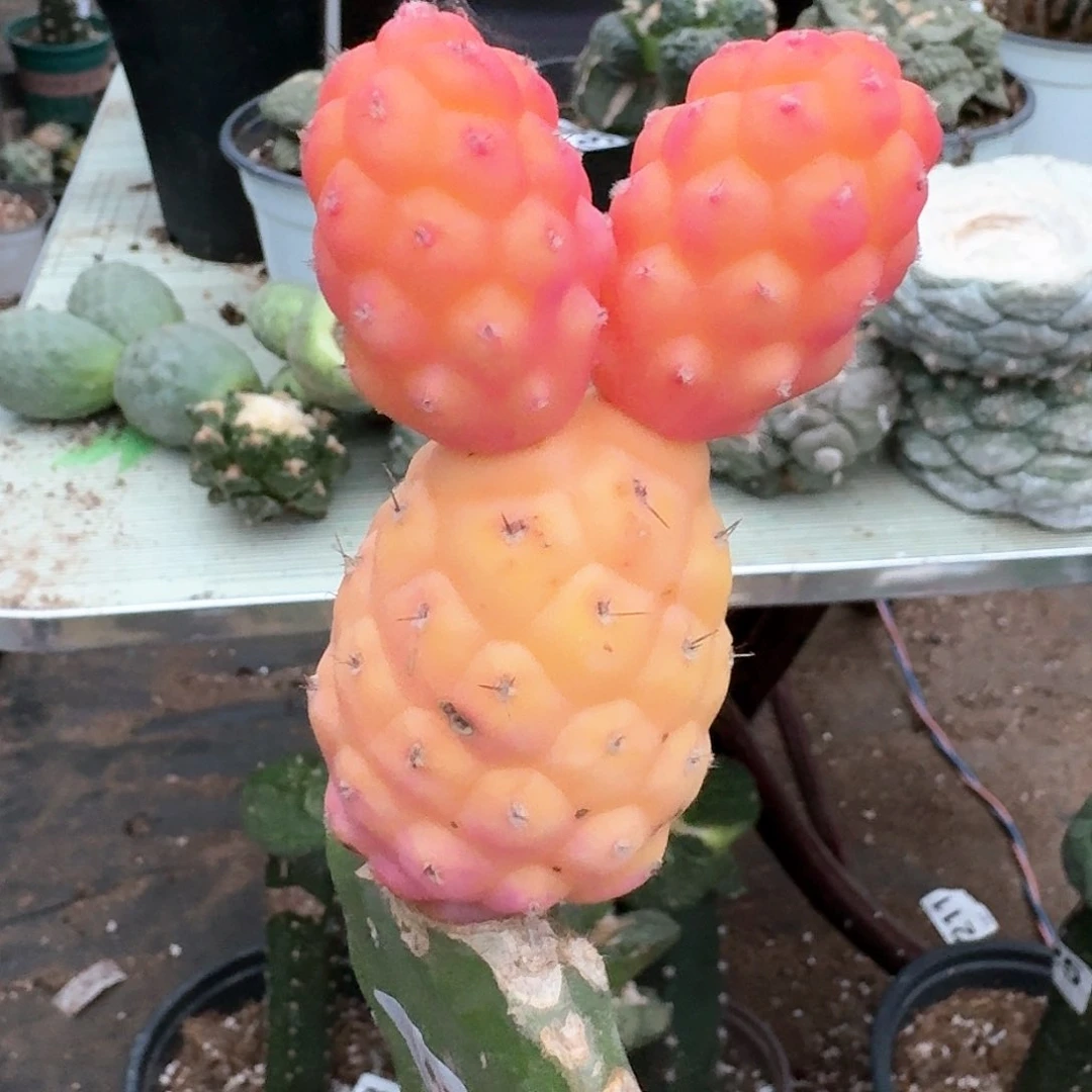 【闪购商品】无花朵米奇习锦415