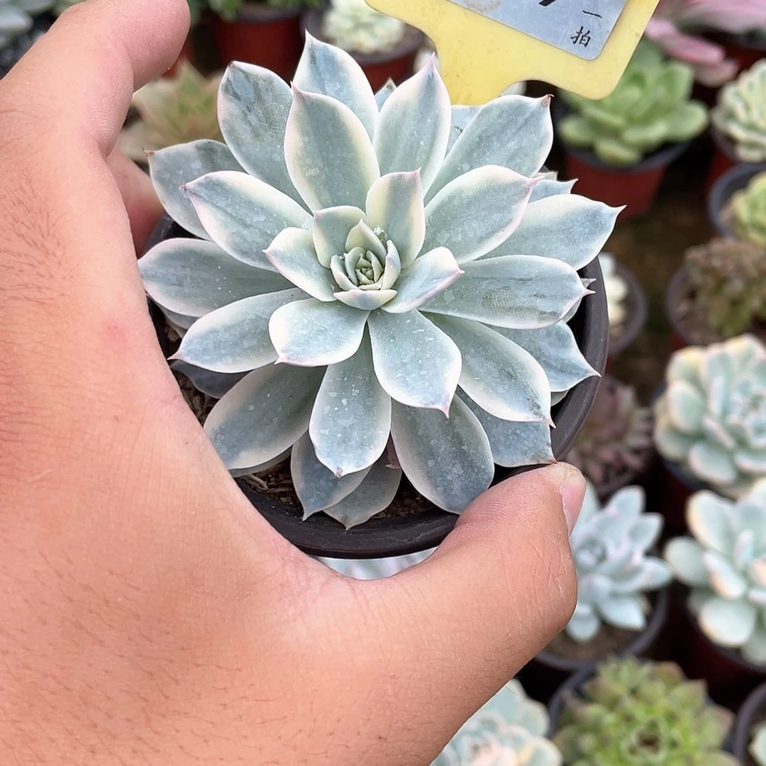 D***s859号多肉植物盆栽