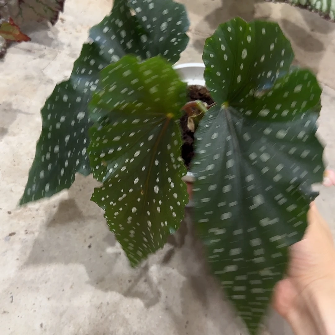 无花朵秋水秋海棠