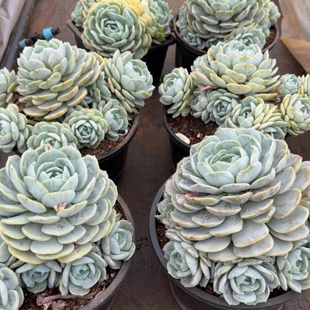 不开花植物加仑劳林