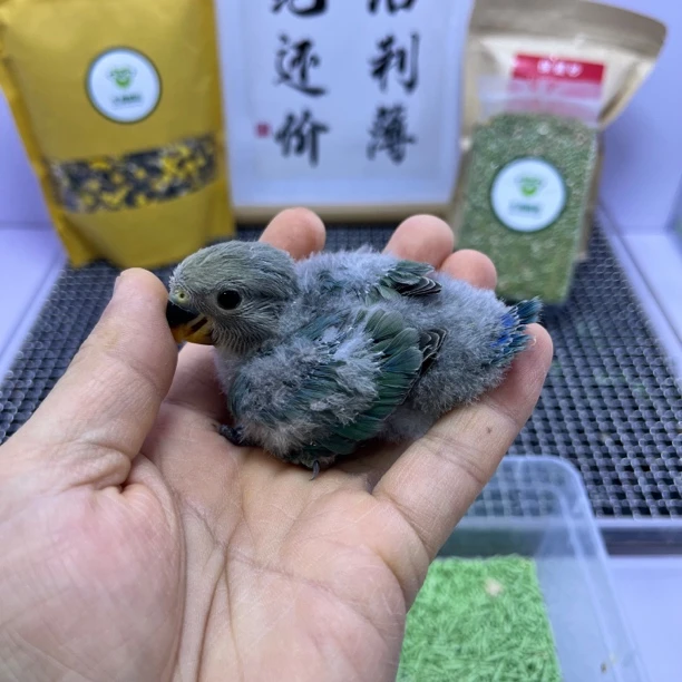 牡丹鹦鹉-绿金顶母X9742