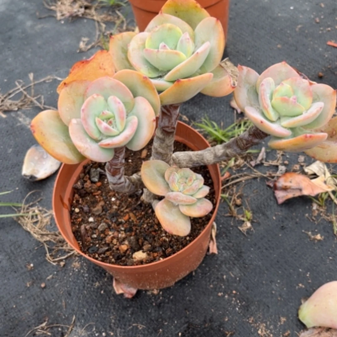 【闪购商品】大**风白凤