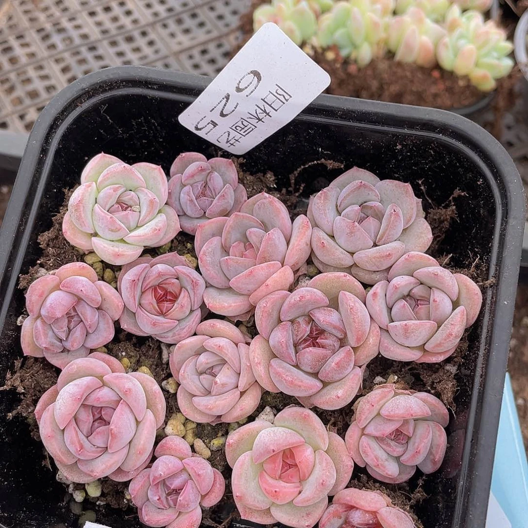 多肉植物多肉植物625