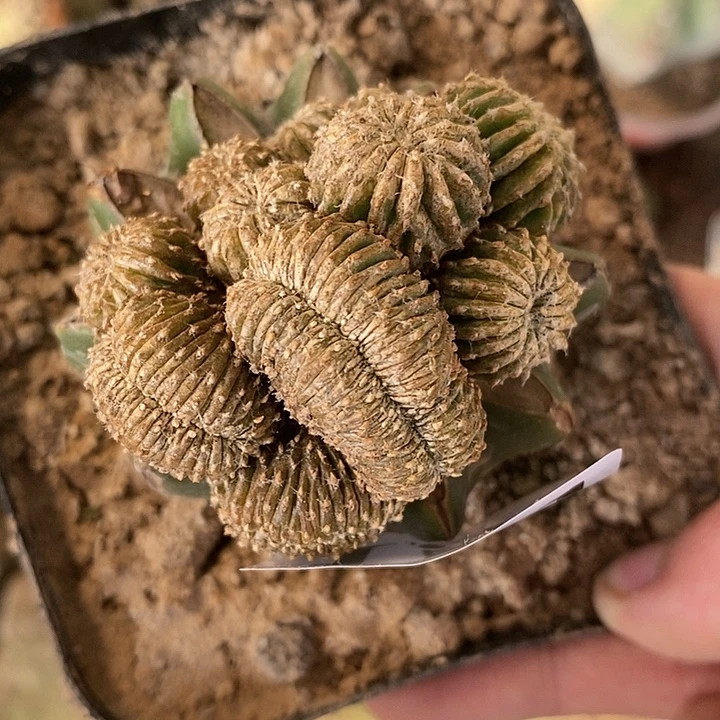 草球接薄叶花笼缀化群