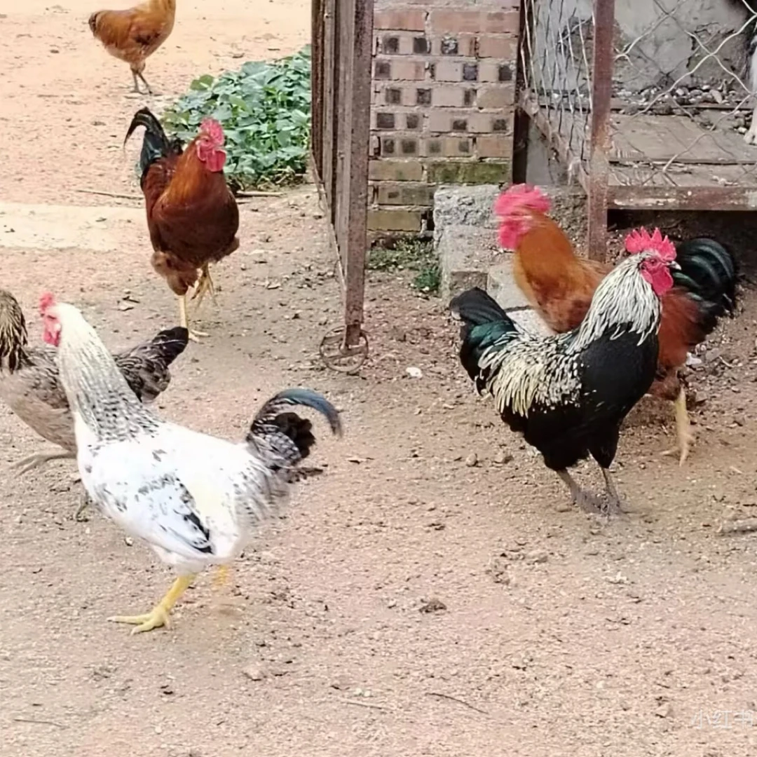 【小马家三亩田】东北土鸡散养公鸡溜达鸡顺丰包邮芦花鸡活鸡大公鸡