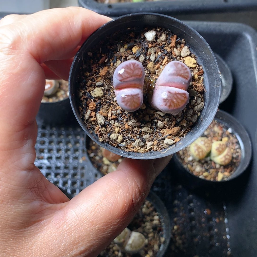 向***王T145多肉植物保护