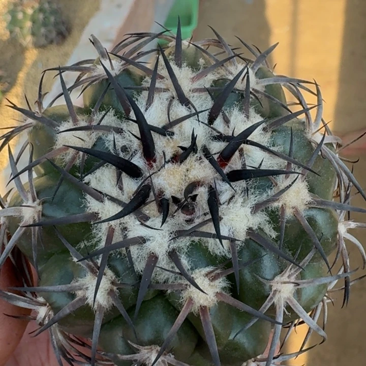 圆盘玉无根66666666