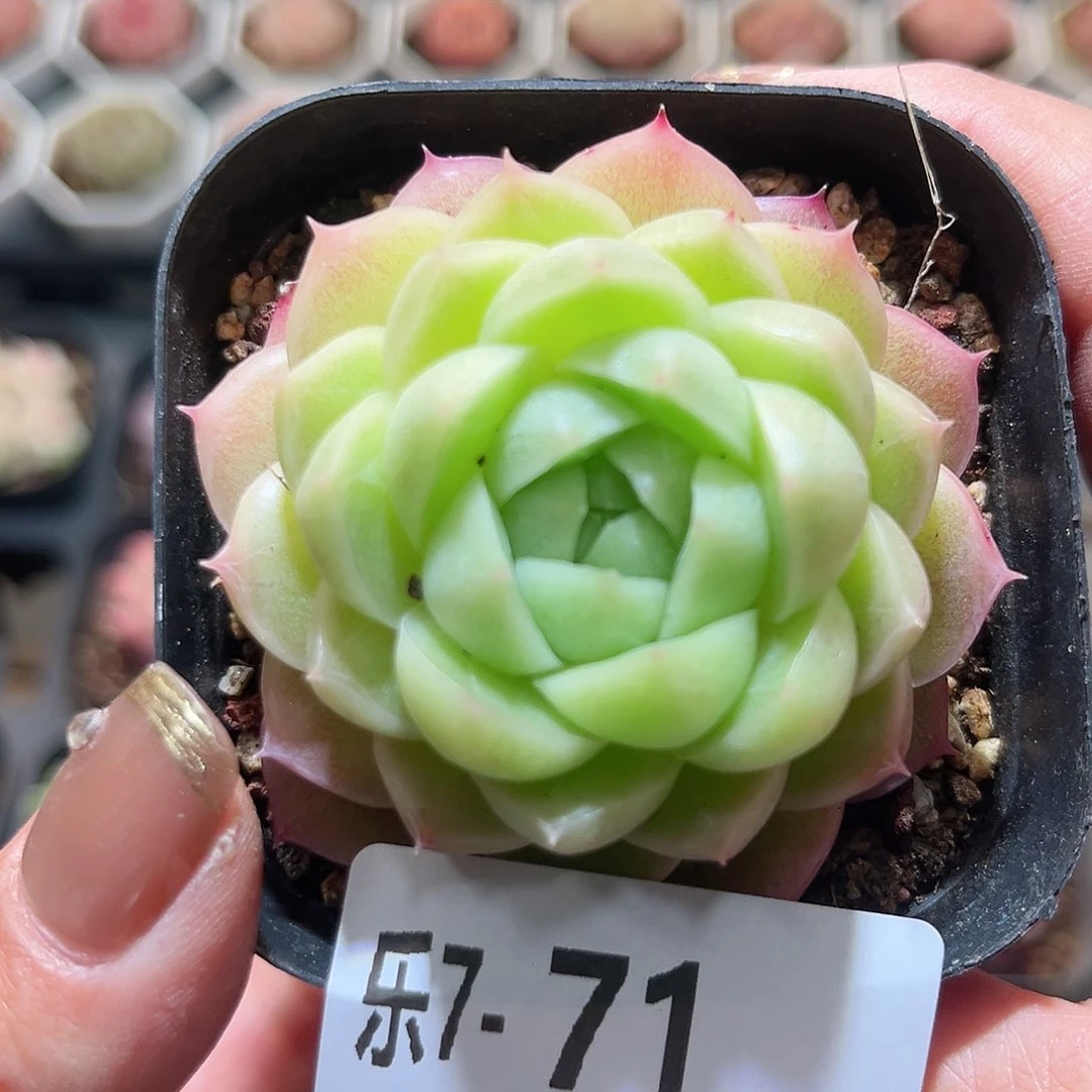 乐7-71 麦秆单头